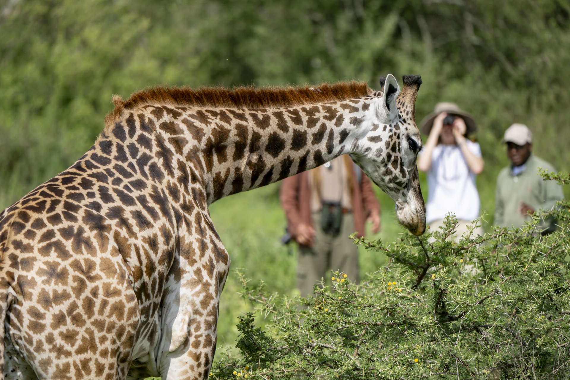 Arusha Giraffe Centre