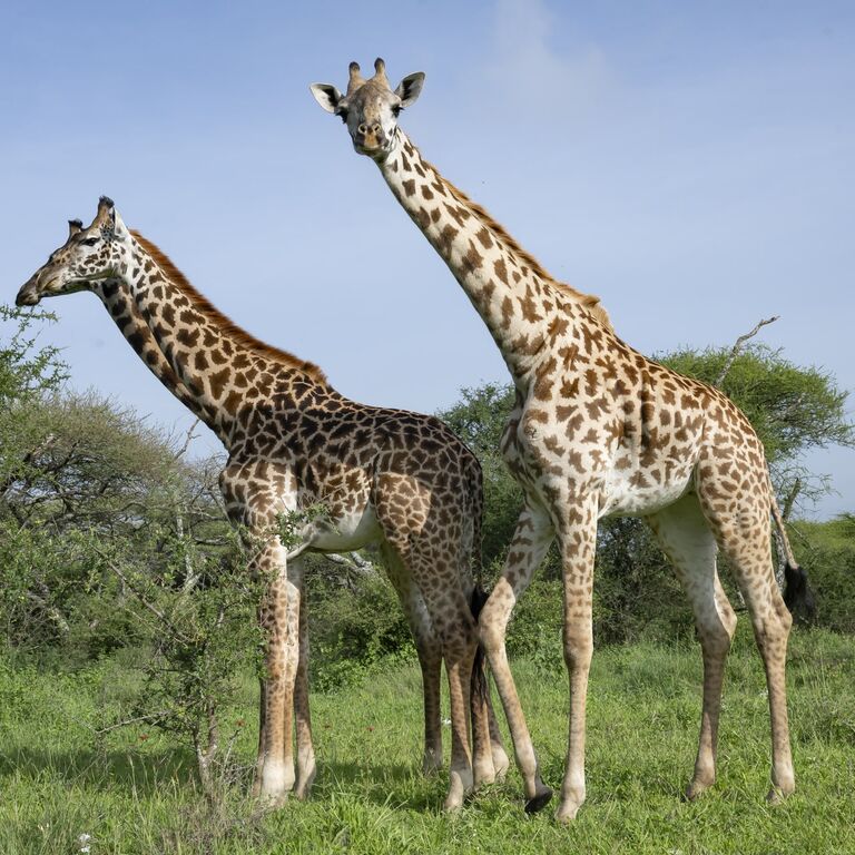 Arusha Giraffe Centre