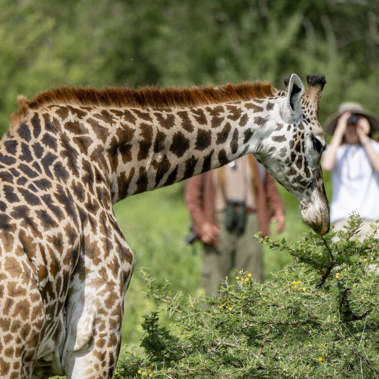 Arusha Giraffe Centre