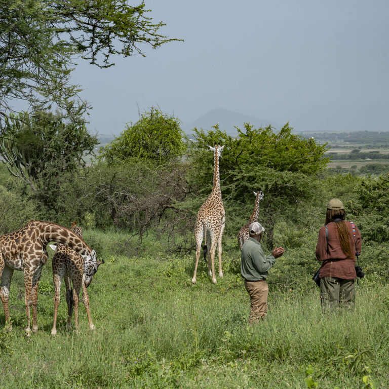 Arusha Giraffe Centre
