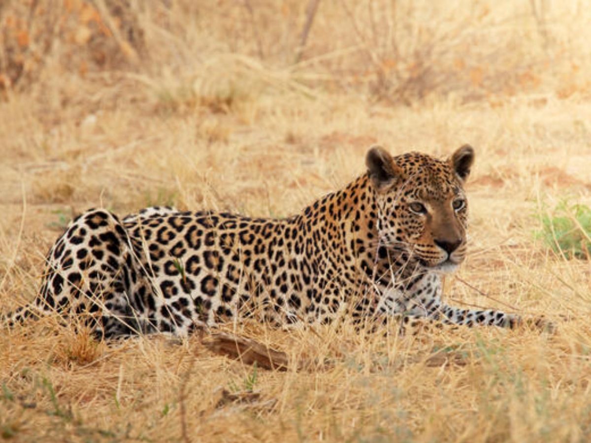 Mtoto Safaris