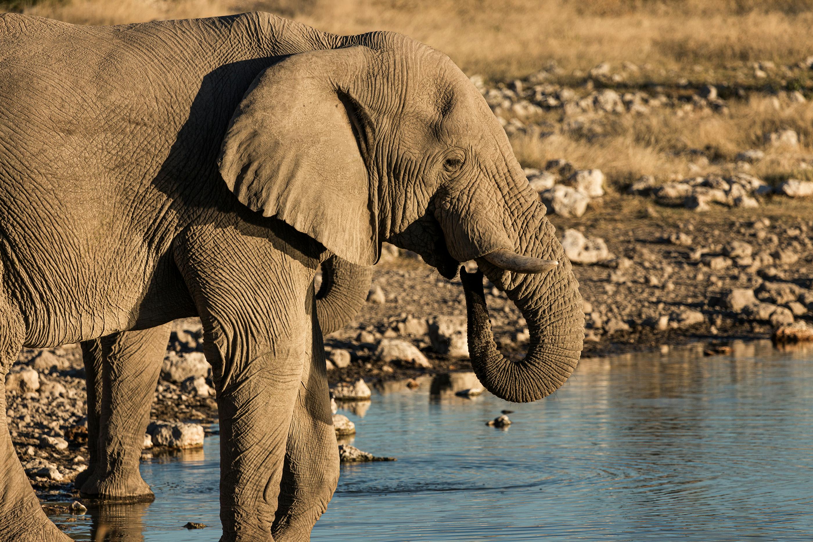 Mtoto Safaris