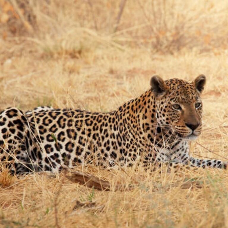 Mtoto Safaris