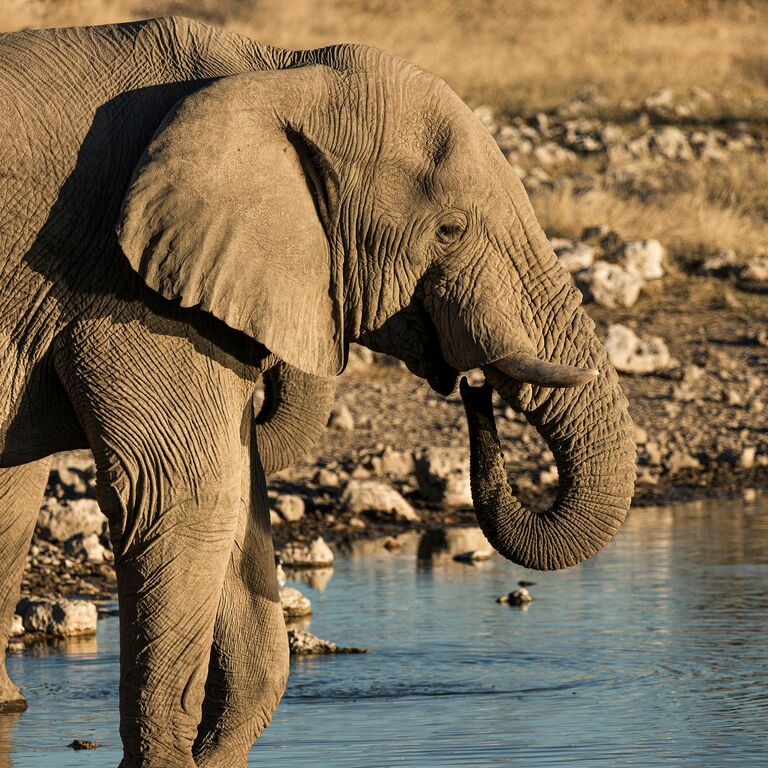 Mtoto Safaris