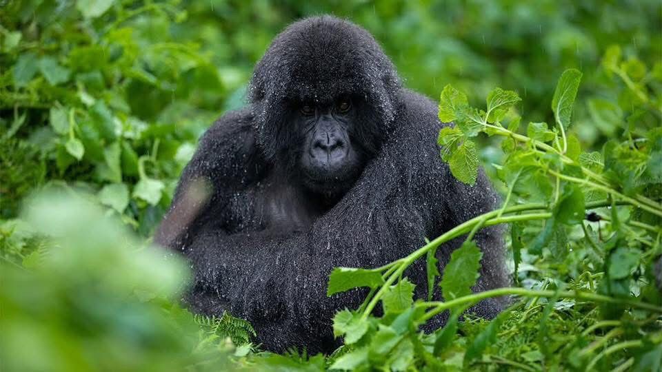 Gorilla Exclusive Safaris