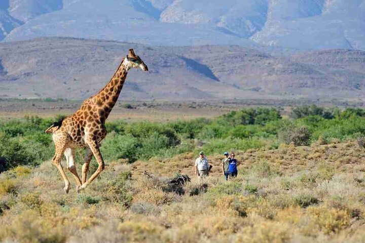 Cape Town-2 Days 1-Overnight Sanbona Big Five Safaris Game Reserve