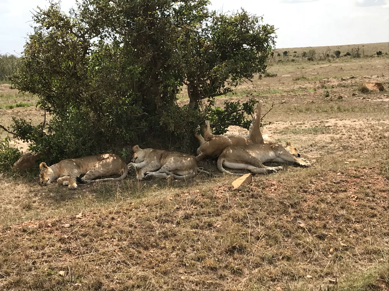 Judeson Budget Safaris