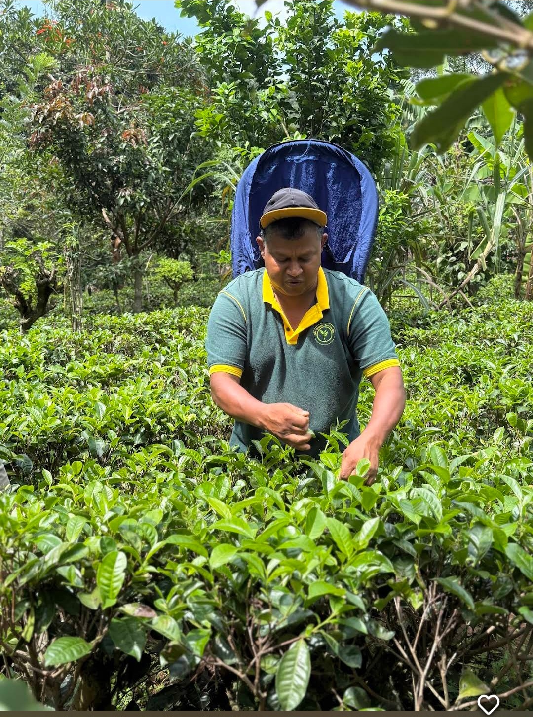 Ella Organic Tea Garden