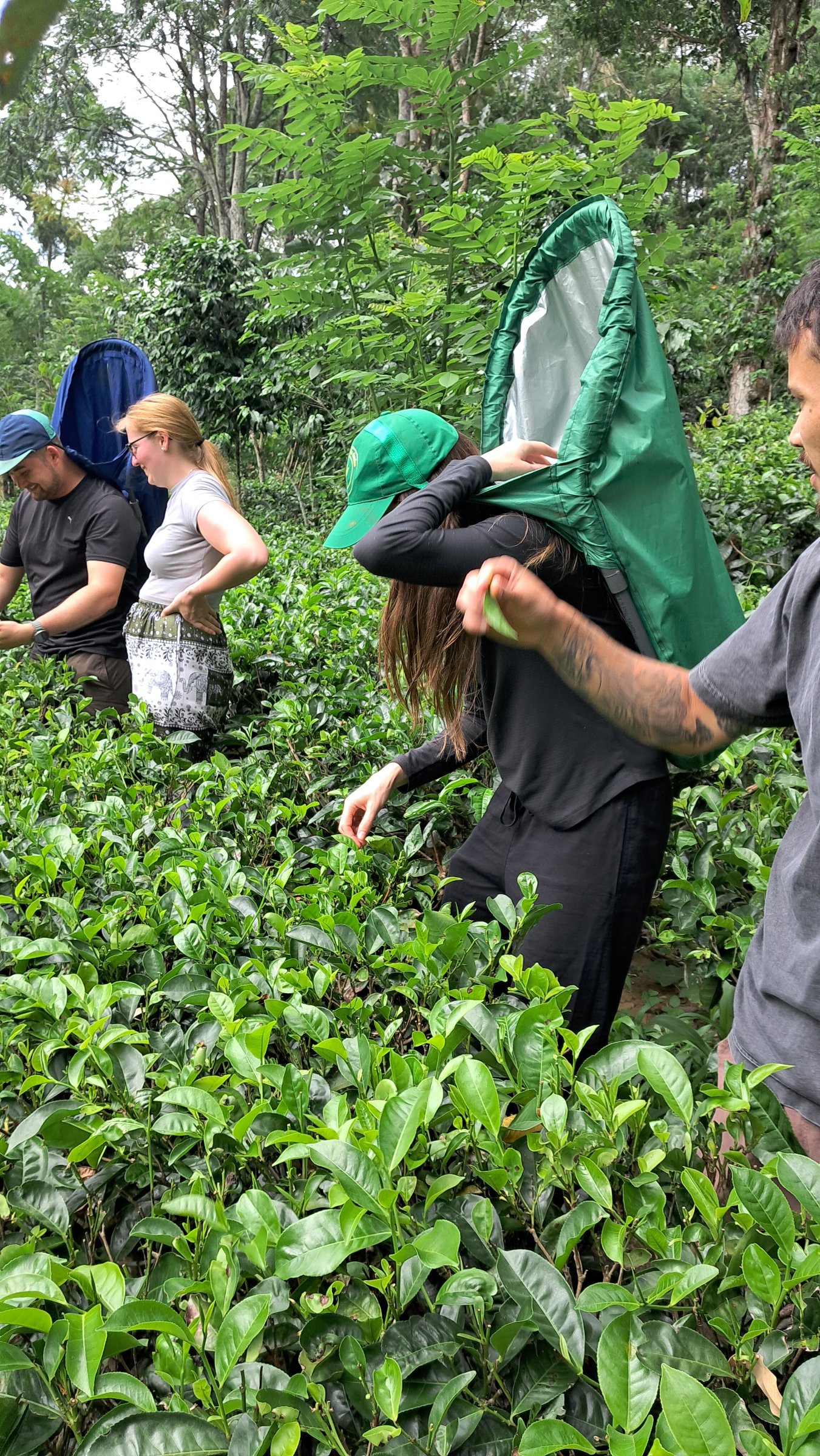 Ella Organic Tea Garden