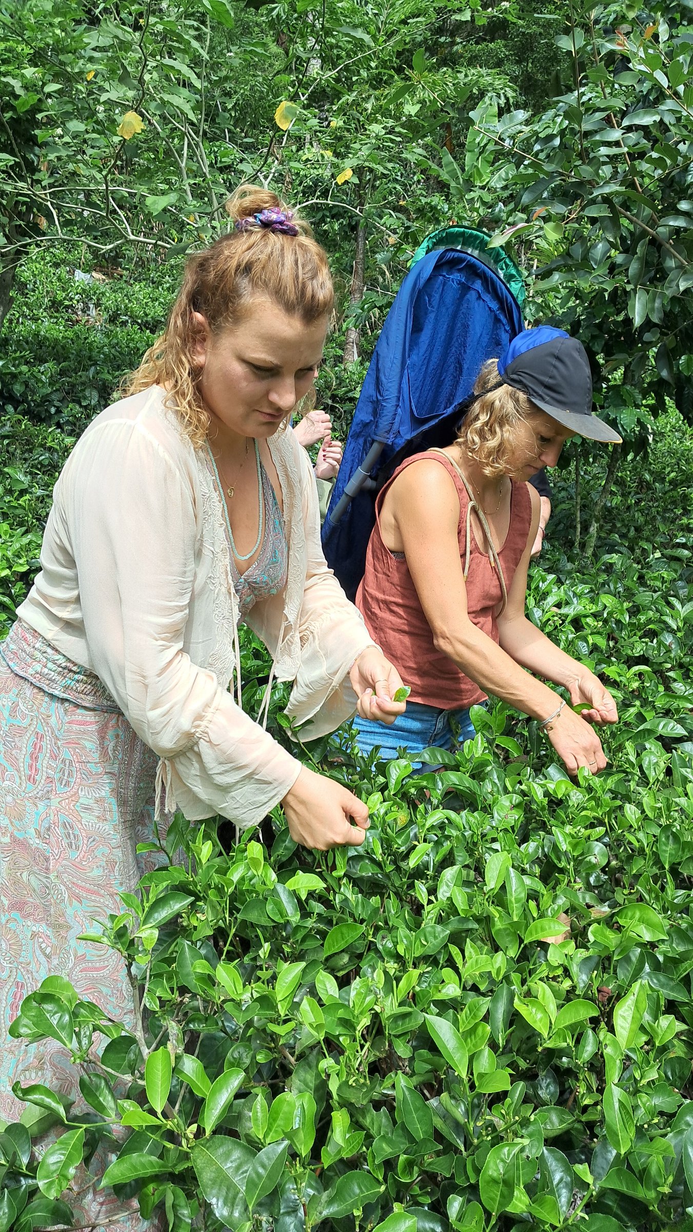 Ella Organic Tea Garden