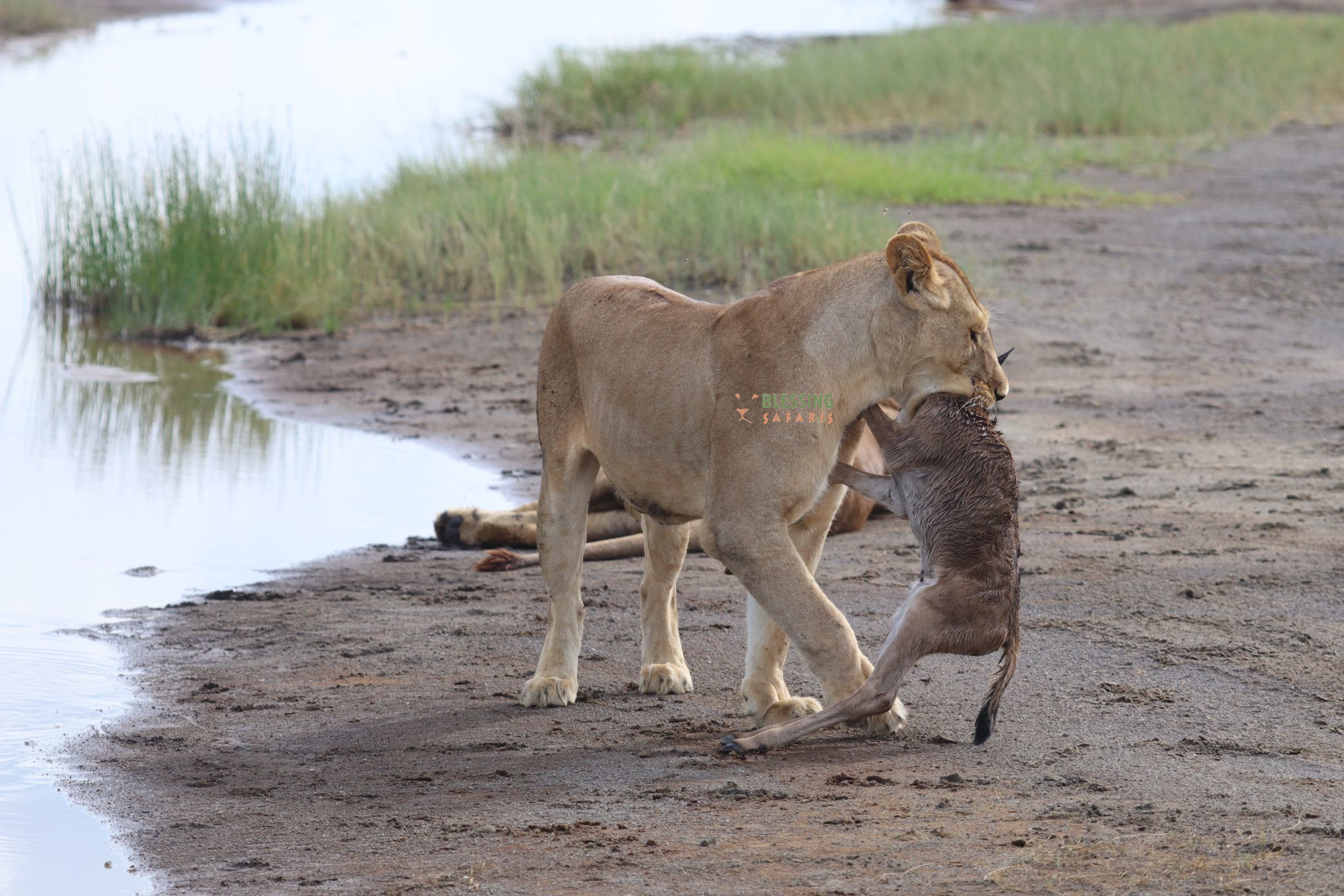 Blessing Safaris