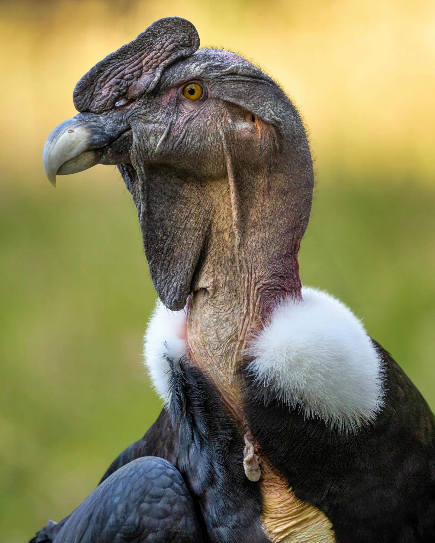 Complejo Ecológico de América