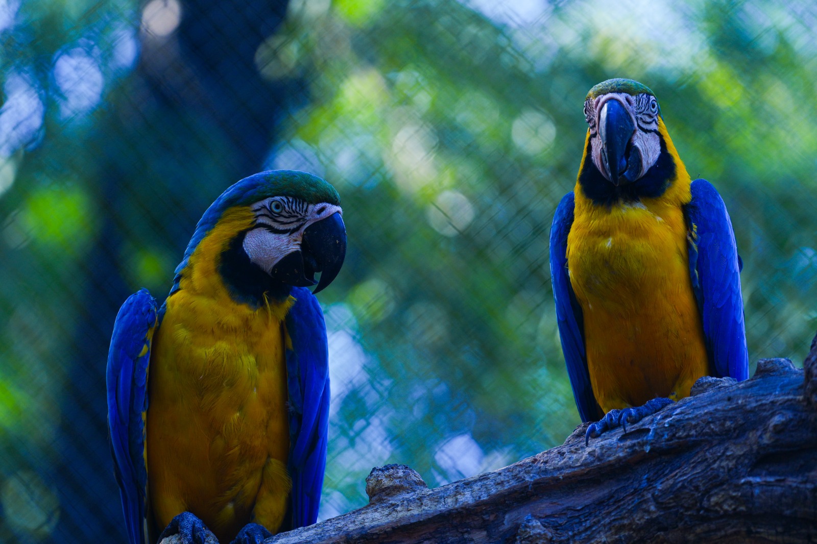 Complejo Ecológico de América