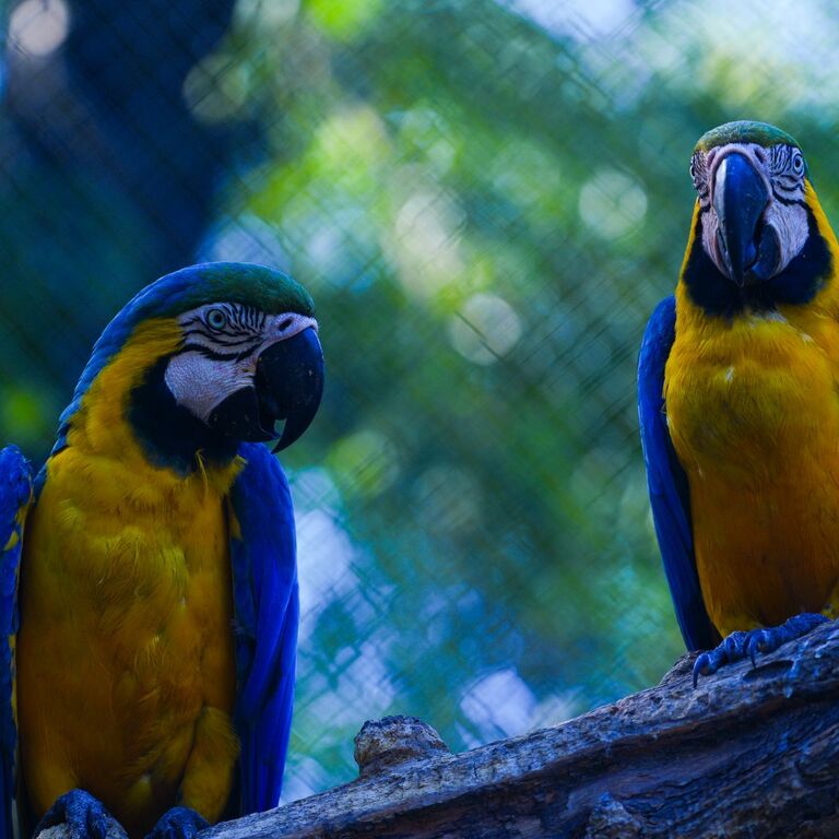 Complejo Ecológico de América