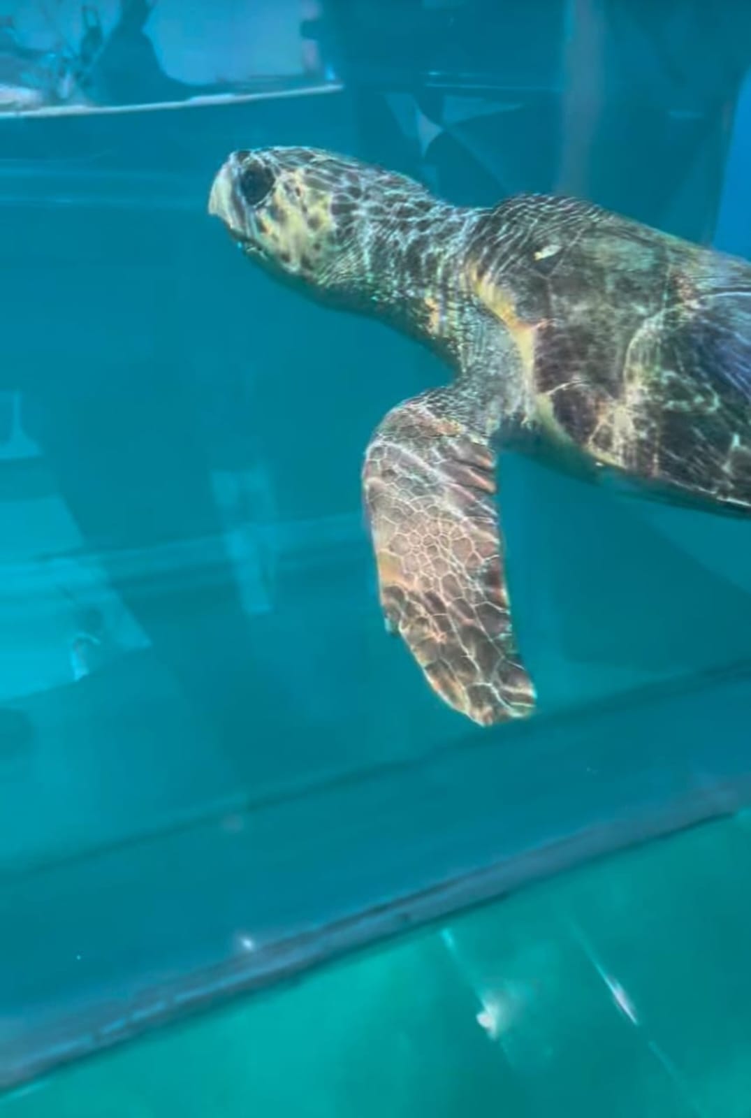 Abba Travel & Rentals Zakynthos