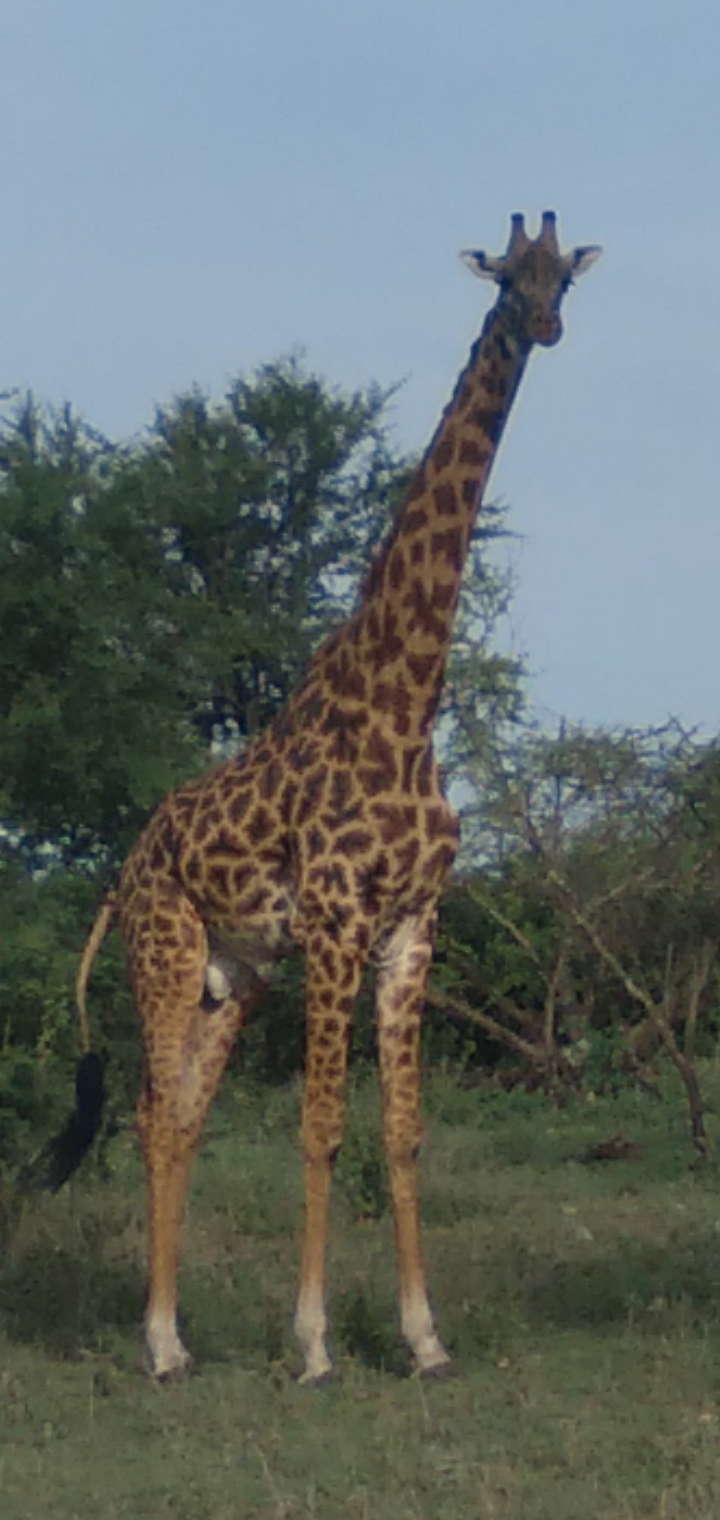 Sere Crocodile Tours Ltd