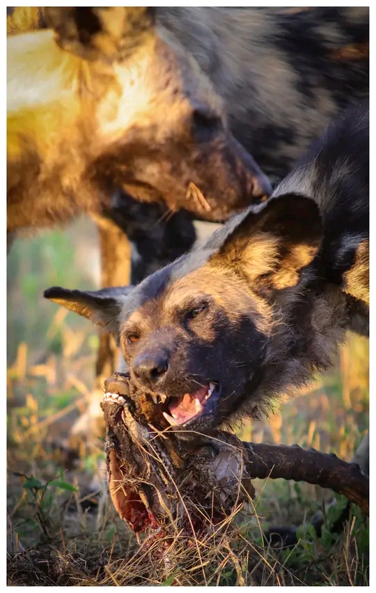 lagoons travel and tours