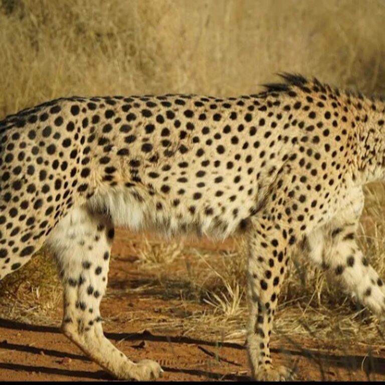 Cheetah experience