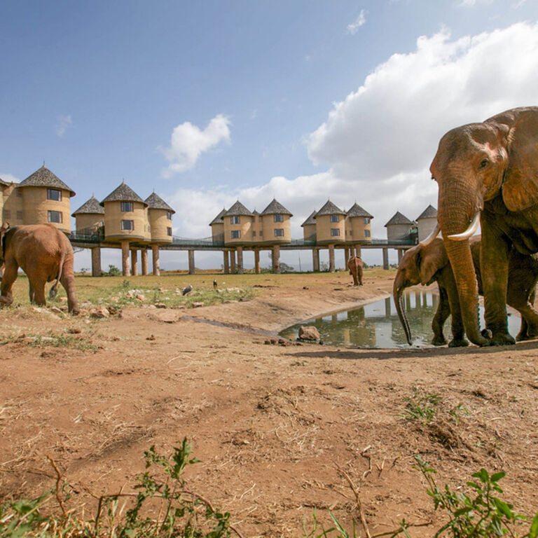 Safari Talk Tours