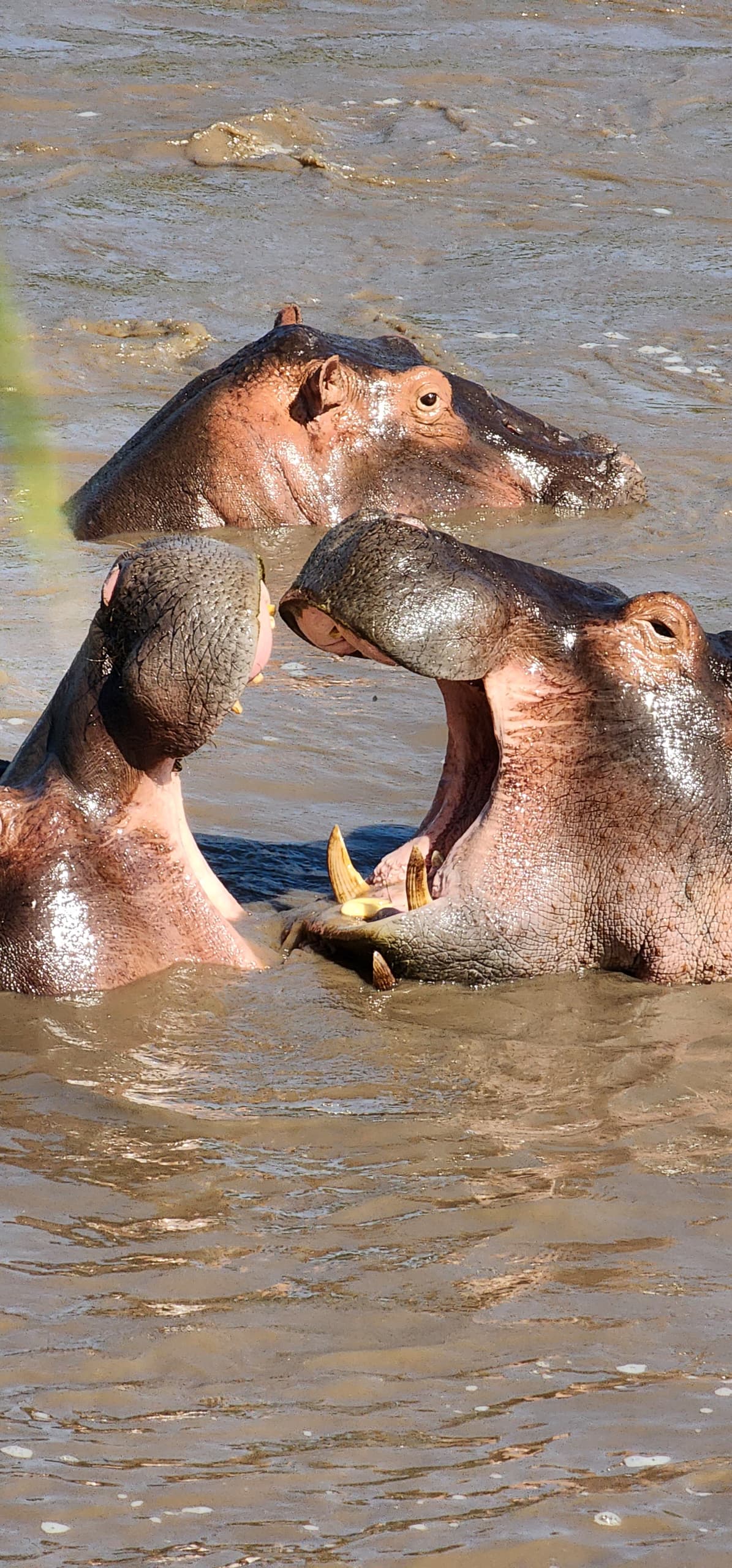 Terra Safaris