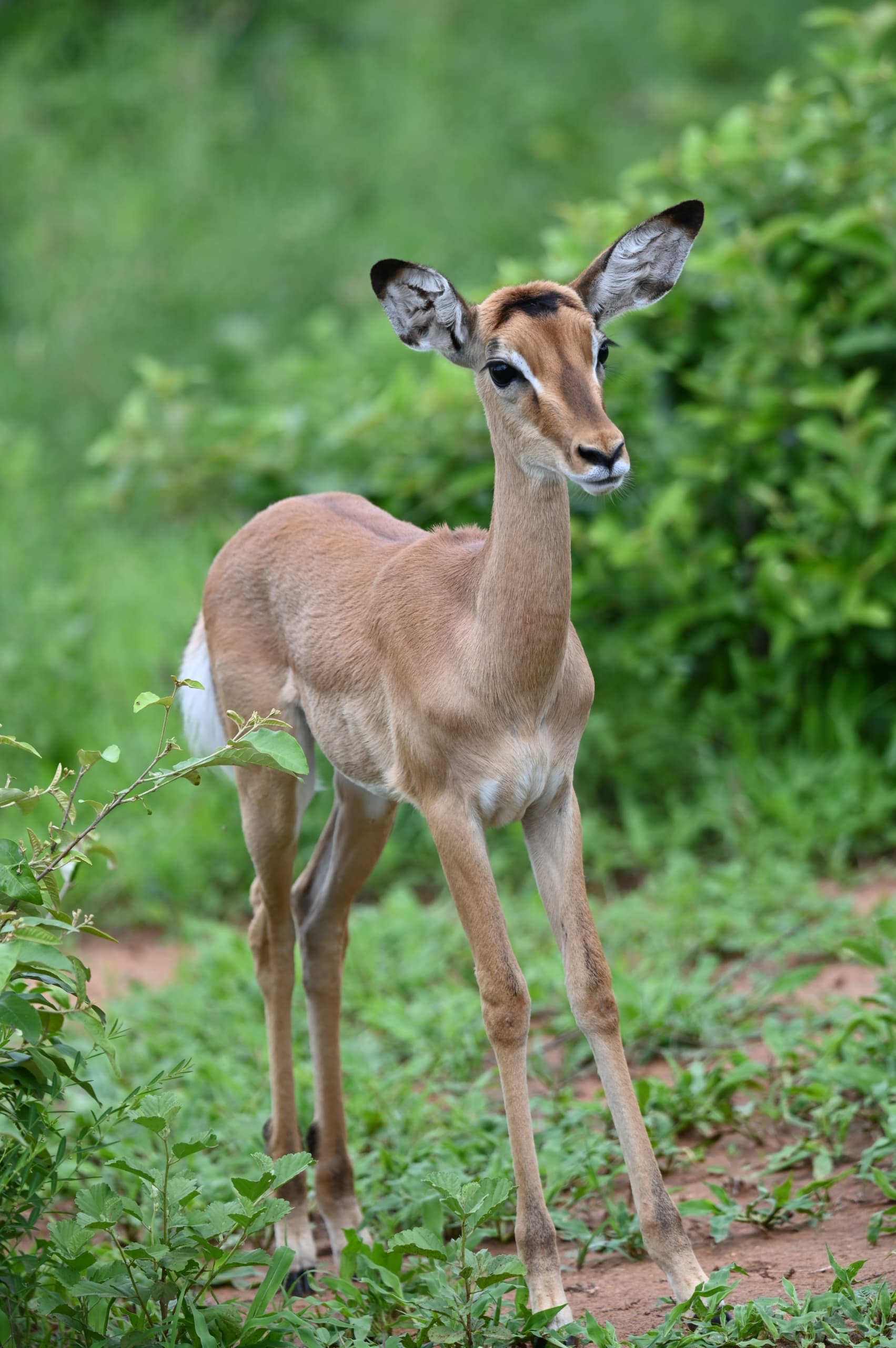 Terra Safaris