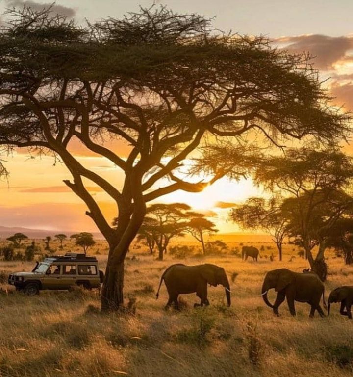 Opal Tours And Safaris