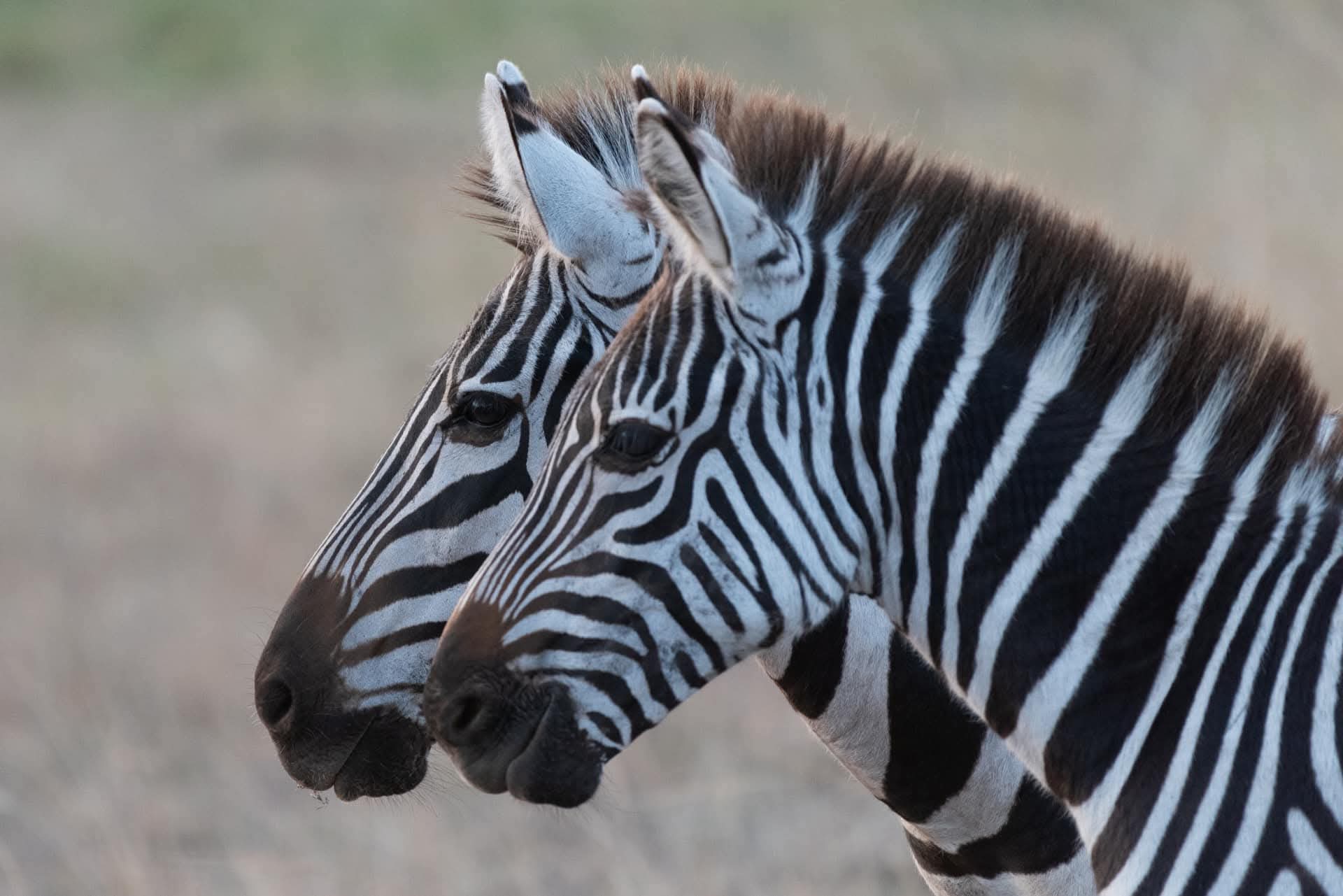Venture Savannah Tours & Travel