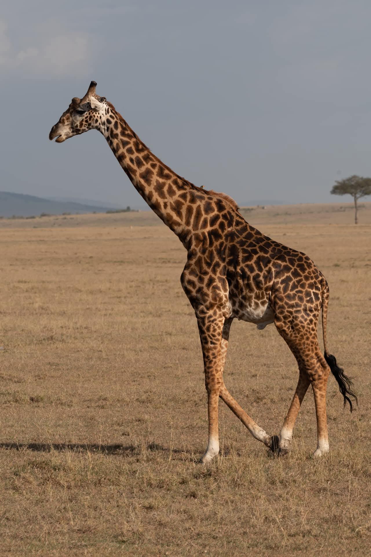 Venture Savannah Tours & Travel