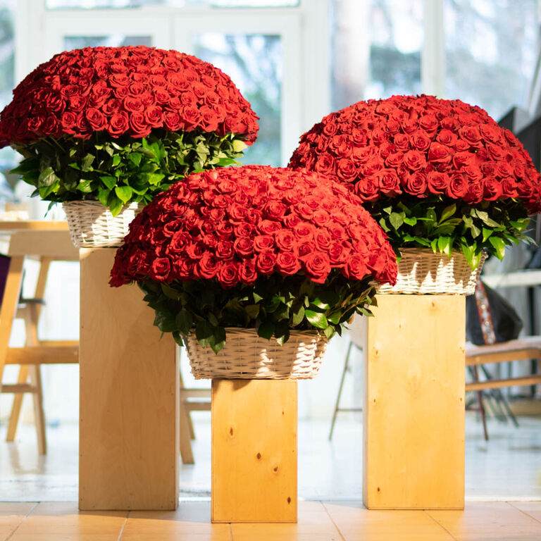 Lovely Roses