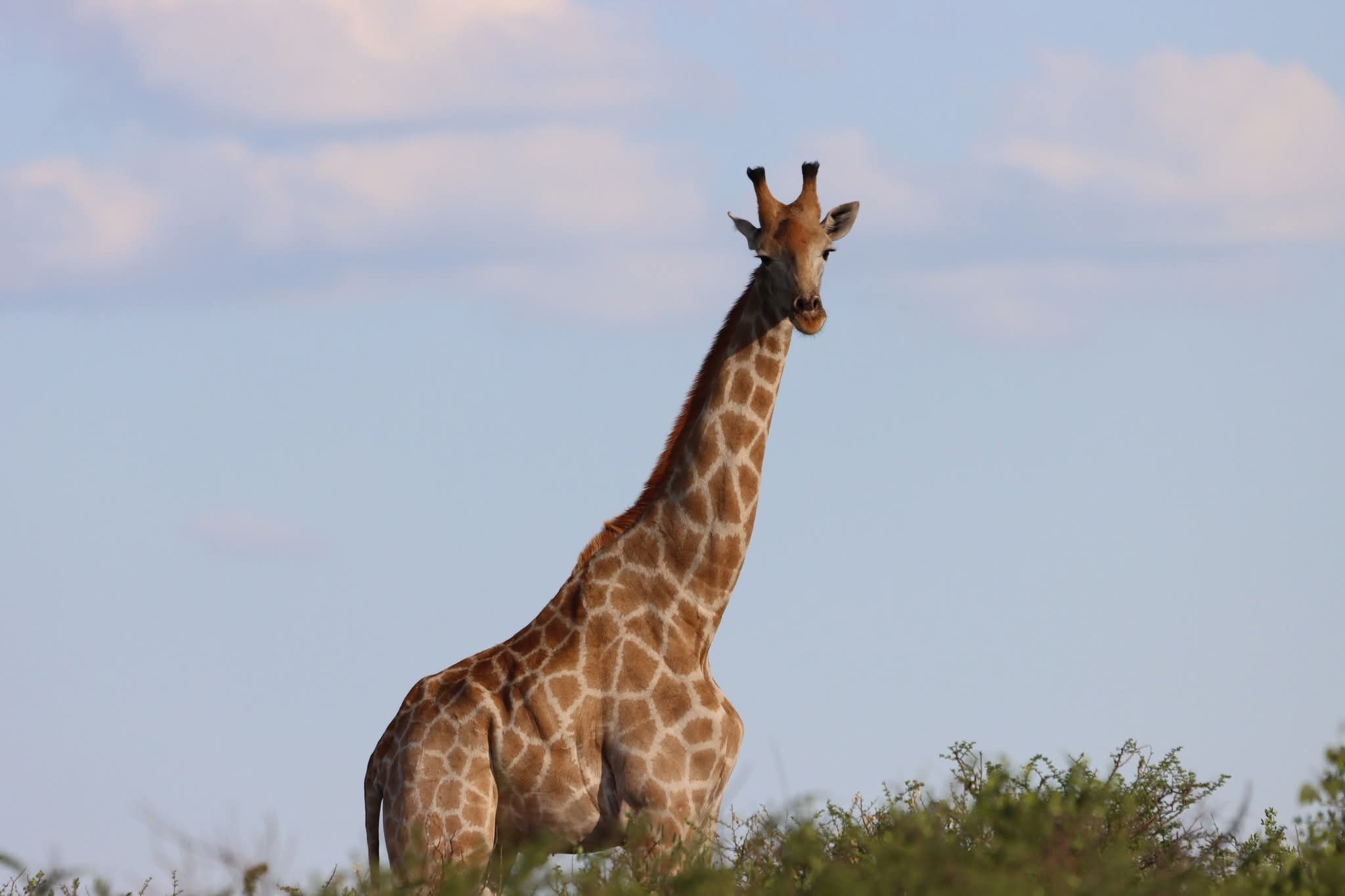 Picture Tanzania Safari