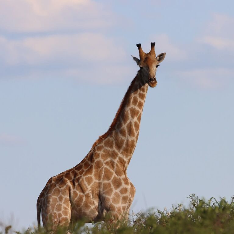 Picture Tanzania Safari