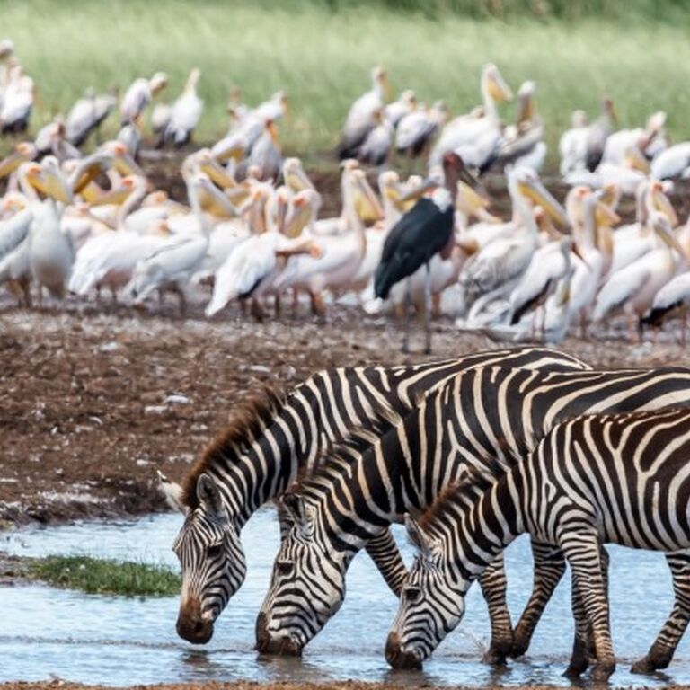 TANZANIA MIGRATION SAFARIS AND TRAVEL