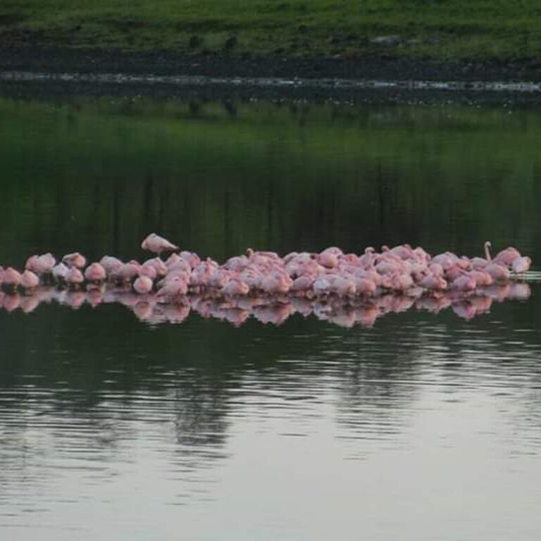 TANZANIA MIGRATION SAFARIS AND TRAVEL