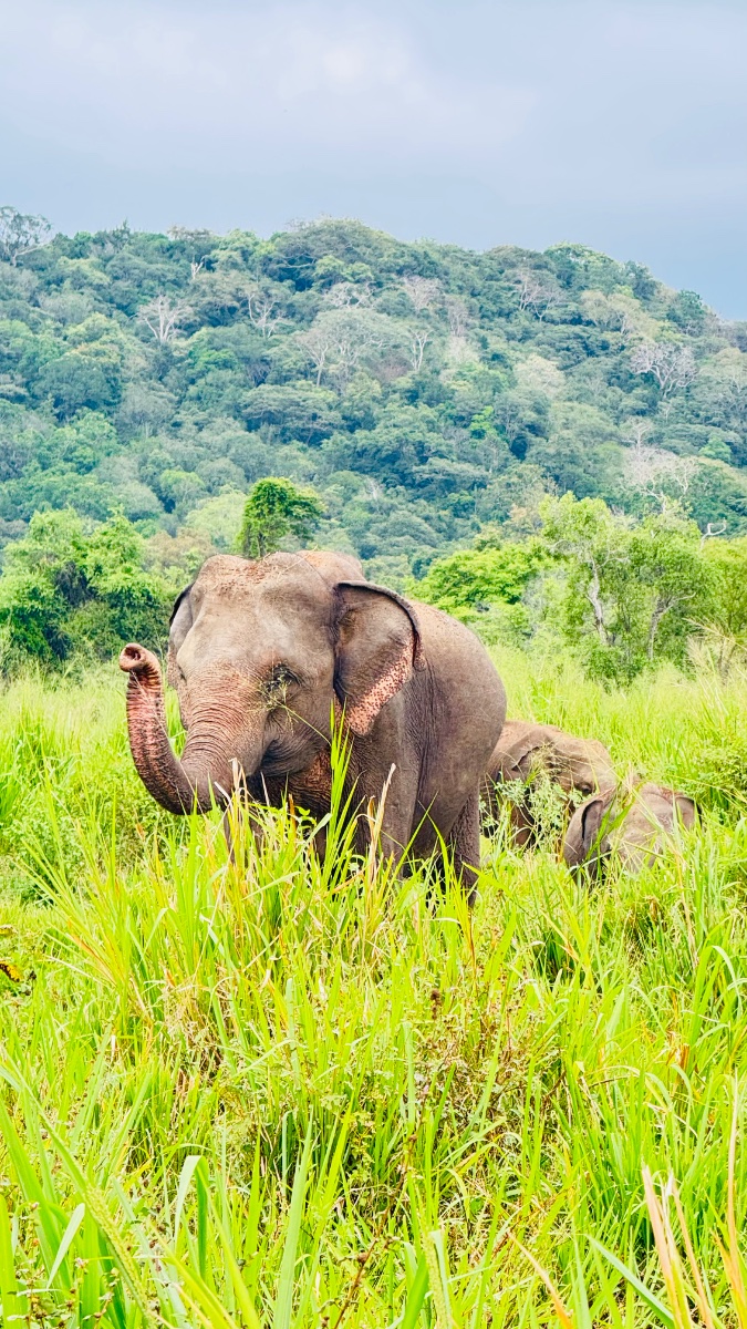 Minneriya Jeep Safari & Tours
