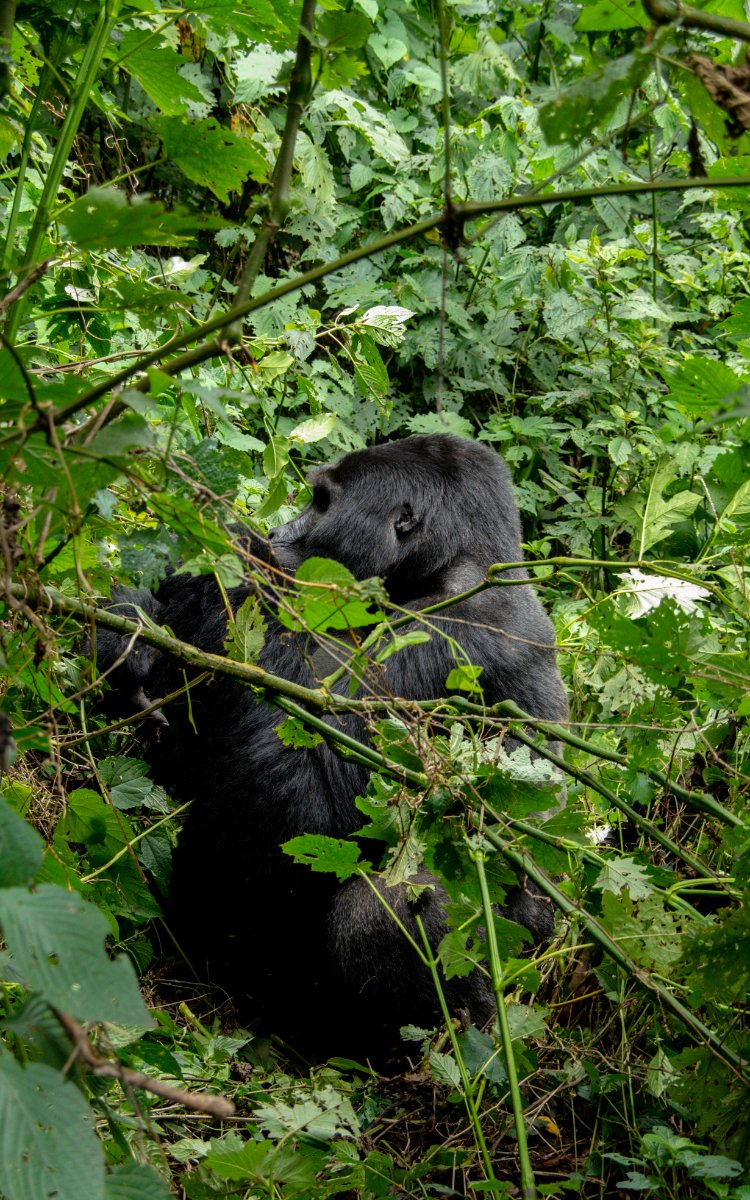 somarah safaris