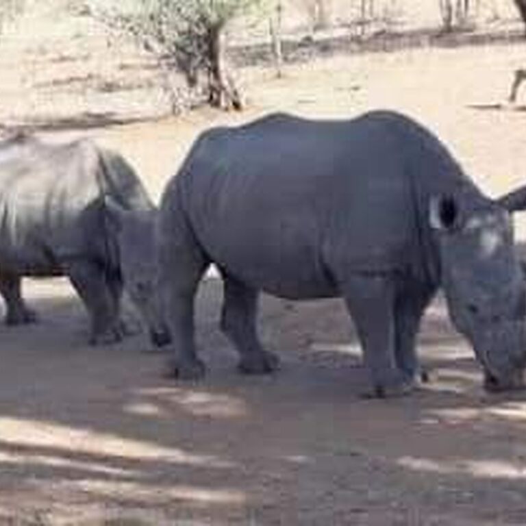 KATEMWA SAFARIS AND TOURS