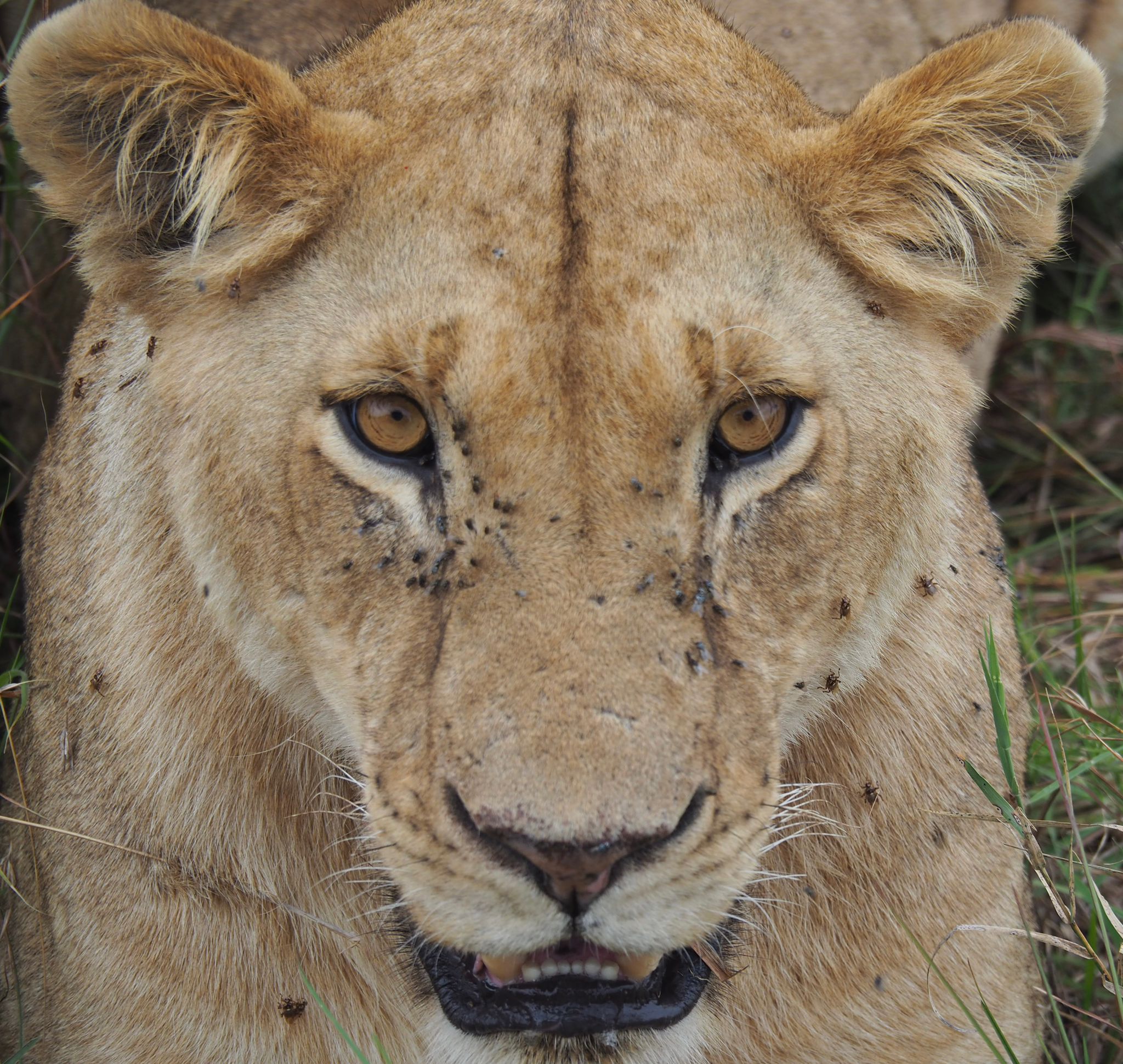 Heart of Africa
