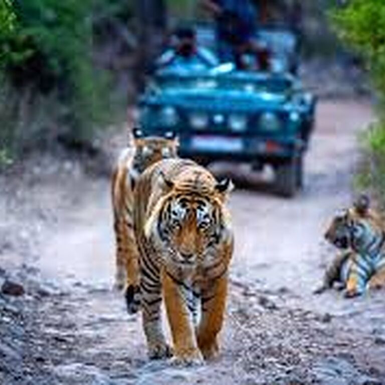Castle Tours India