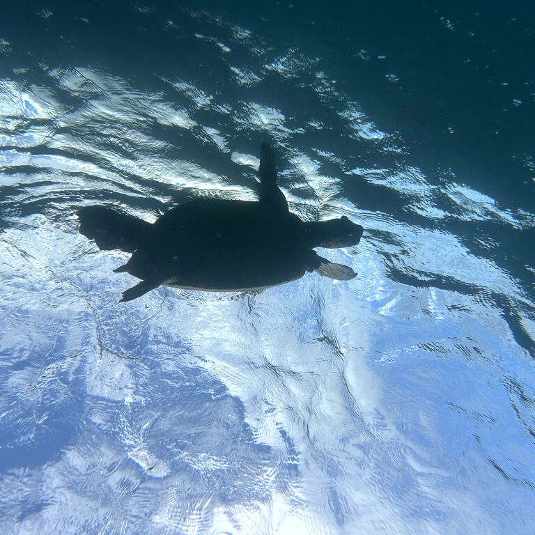 Hilo Scuba Diving