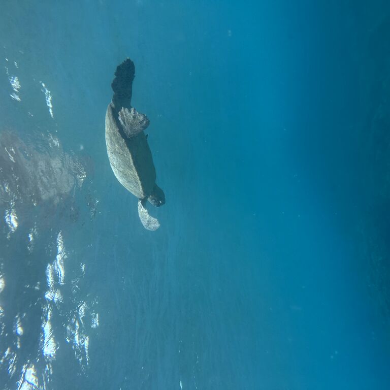 Hilo Scuba Diving