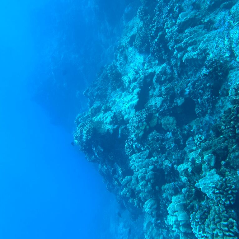 Hilo Scuba Diving