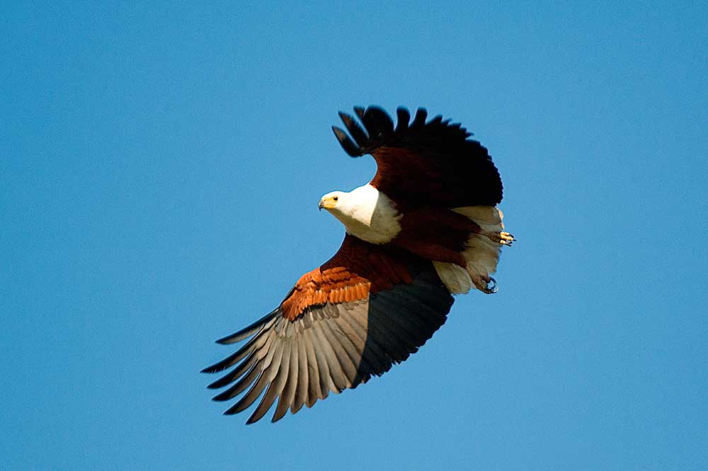 African Leisure Experience