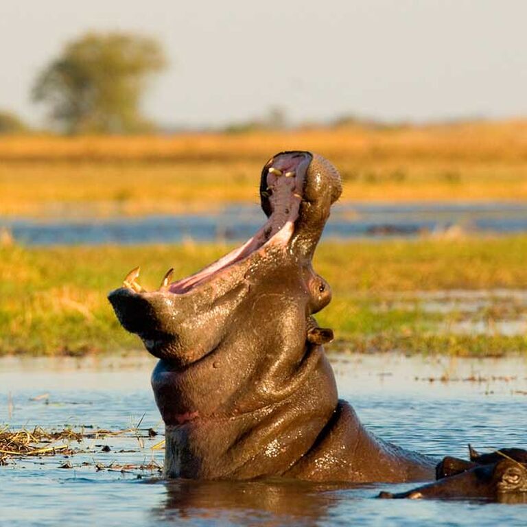 African Leisure Experience