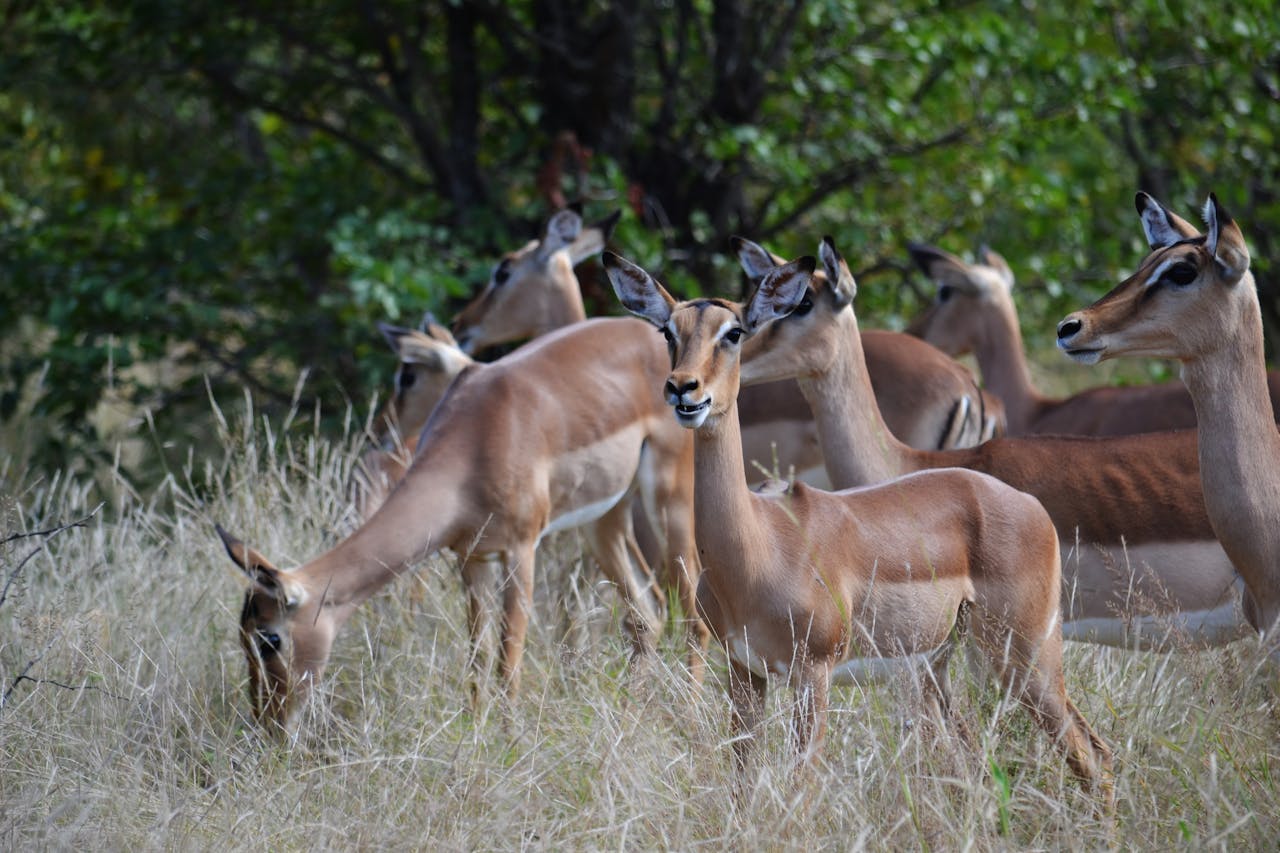 Live Wild Experiences