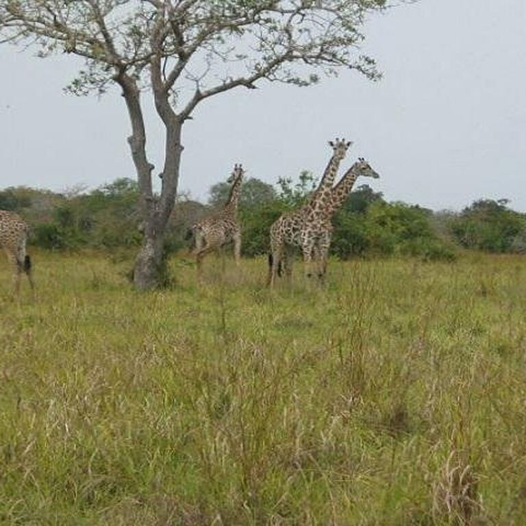 Livan Holidays Tours & Safaris