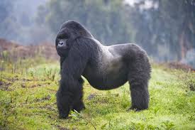 P&P Rwanda Tours