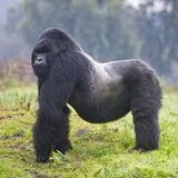 P&P Rwanda Tours