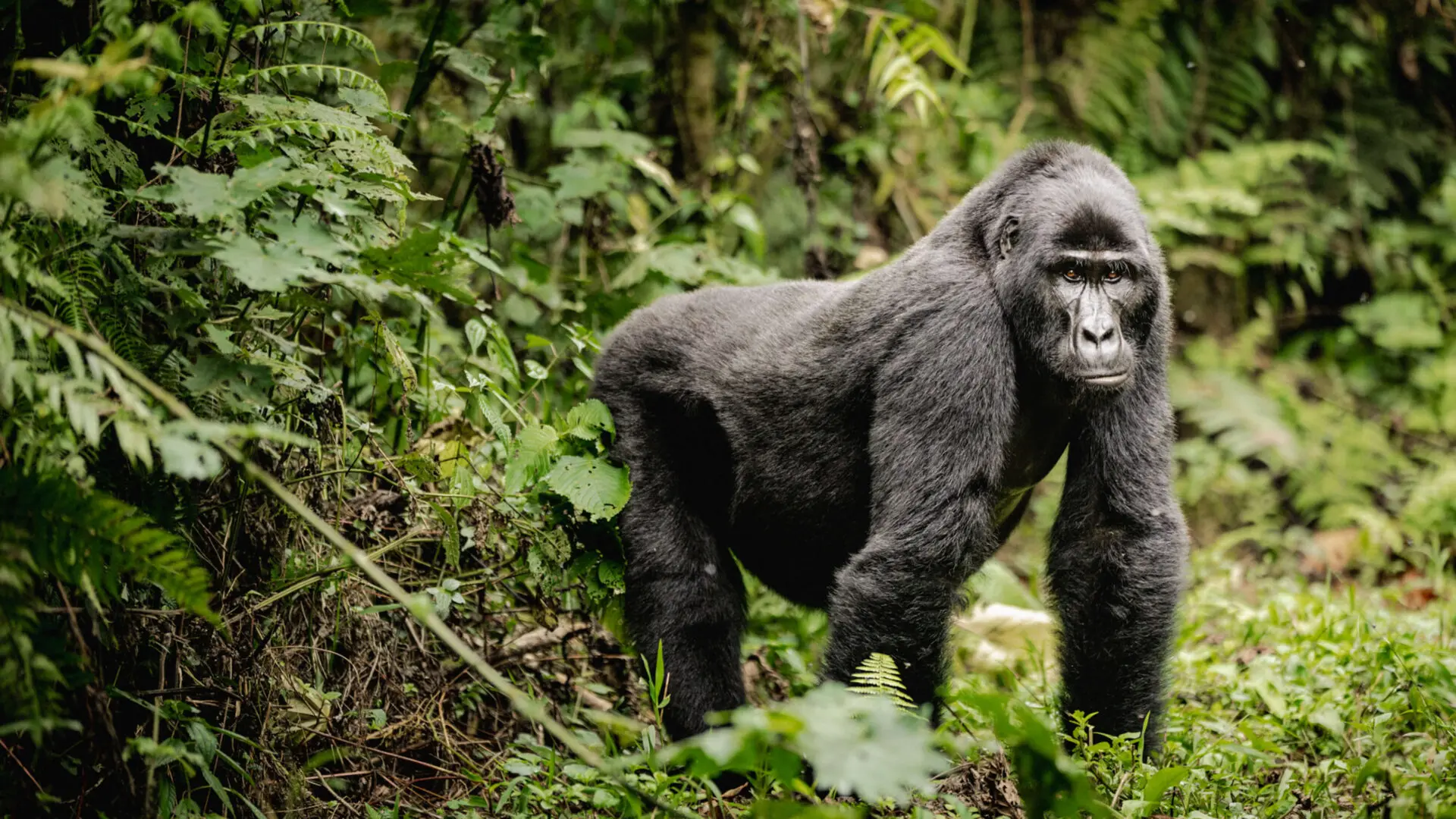 Uganda Gorilla Trekking Organisation