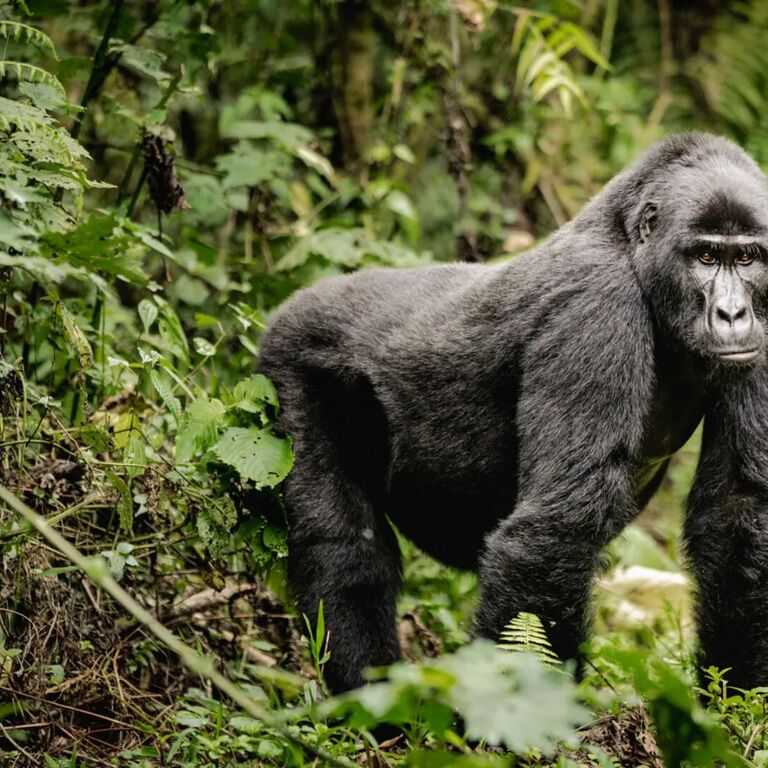 Uganda Gorilla Trekking Organisation