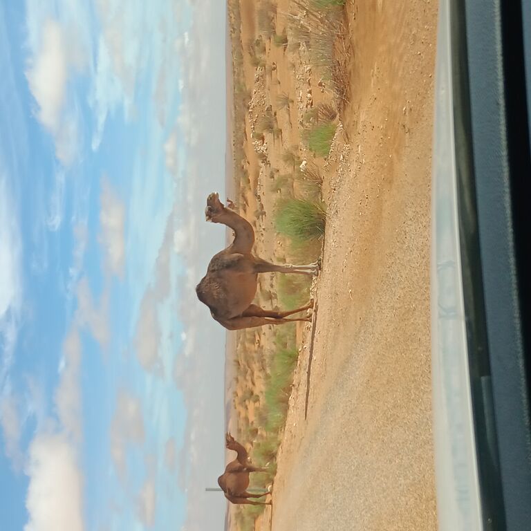 Sahara tour